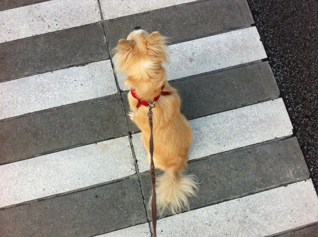 愛犬（チワワ）と朝のお散歩