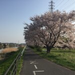 花見川千本桜緑地と汐留橋〜玄鼻橋間の桜のトンネル