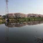 花見川千本桜緑地と汐留橋〜玄鼻橋間の桜のトンネル
