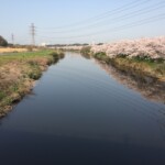 花見川千本桜緑地と汐留橋〜玄鼻橋間の桜のトンネル