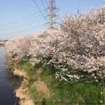 花見川千本桜緑地と汐留橋〜玄鼻橋間の桜のトンネル