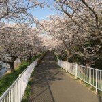 花見川千本桜緑地と汐留橋〜玄鼻橋間の桜のトンネル