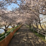 花見川千本桜緑地と汐留橋〜玄鼻橋間の桜のトンネル