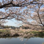 花見川千本桜緑地と汐留橋〜玄鼻橋間の桜のトンネル