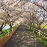 花見川千本桜緑地と汐留橋〜玄鼻橋間の桜のトンネル