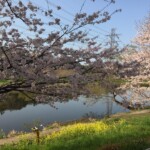 花見川千本桜緑地と汐留橋〜玄鼻橋間の桜のトンネル