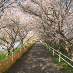 花見川千本桜緑地と汐留橋〜玄鼻橋間の桜のトンネル