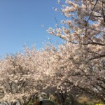 花見川千本桜緑地と汐留橋〜玄鼻橋間の桜のトンネル