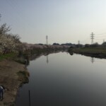 花見川千本桜緑地と汐留橋〜玄鼻橋間の桜のトンネル