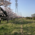 花見川千本桜緑地と汐留橋〜玄鼻橋間の桜のトンネル