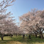 花見川千本桜緑地と汐留橋〜玄鼻橋間の桜のトンネル