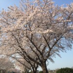 花見川千本桜緑地と汐留橋〜玄鼻橋間の桜のトンネル