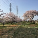 花見川千本桜緑地と汐留橋〜玄鼻橋間の桜のトンネル