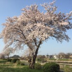 花見川千本桜緑地と汐留橋〜玄鼻橋間の桜のトンネル