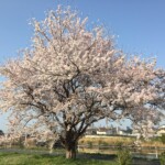 花見川千本桜緑地と汐留橋〜玄鼻橋間の桜のトンネル